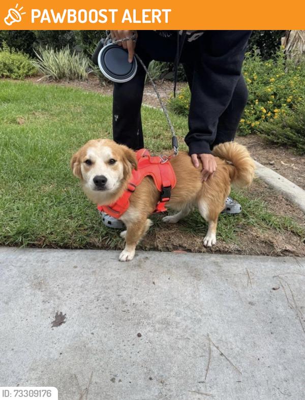 Found/Stray Male Dog last seen Victoria Woods Apts Etiwanda RANCHO CUCAMONGA CA, Rancho Cucamonga, CA 91739