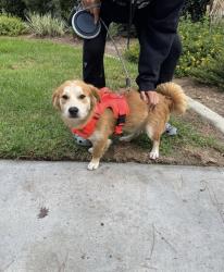 Found/Stray Male Dog last seen Victoria Woods Apts Etiwanda RANCHO CUCAMONGA CA, Rancho Cucamonga, CA 91739
