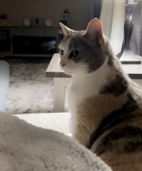 Reunited Female Cat last seen Deer run ests, Abingdon, VA 24211
