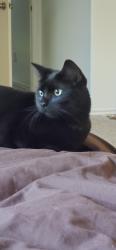 Reunited Female Cat last seen Cold river ranch, Rosharon, TX 77583
