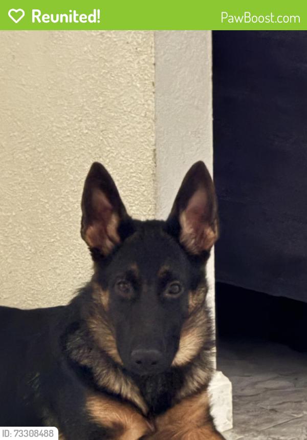 Reunited Female Dog last seen Near Karen Way, Henderson, NV 89015, USA, Henderson, NV 89015