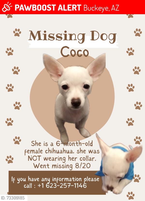 Lost Female Dog last seen 247th and Mohave, Buckeye, AZ 85326