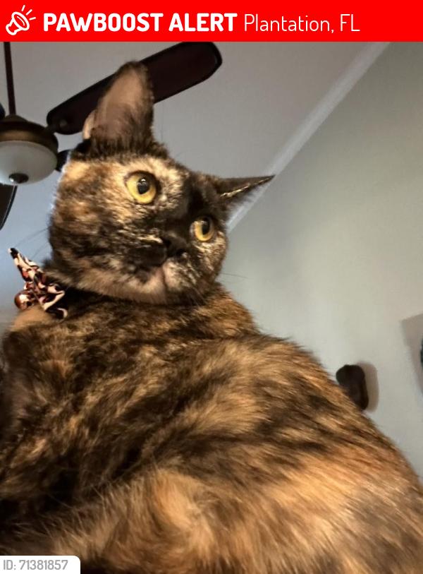 Lost Female Cat last seen Pinnacle Valley & Richard Rd, Plantation, FL 33317