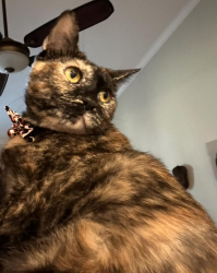 Lost Female Cat last seen Pinnacle Valley & Richard Rd, Plantation, FL 33317