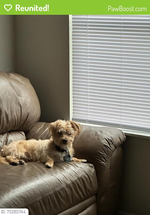 Reunited Male Dog last seen 36th st between baseline rd and 4th st, Bloomingdale Township, MI 49055