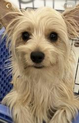 Reunited Female Dog last seen Near eriel Hawthorne, Hawthorne, CA 90250
