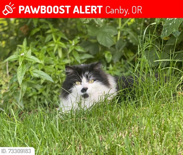 Lost Male Cat last seen Lone Elder, Canby, OR 97013
