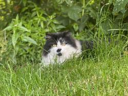 Lost Male Cat last seen Lone Elder, Canby, OR 97013