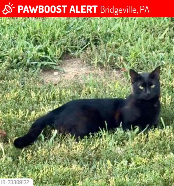 Lost Male Cat last seen Bridgeville volunteer fire department and Fairview park, Bridgeville, PA 15017
