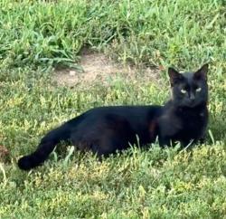 Lost Male Cat last seen Bridgeville volunteer fire department and Fairview park, Bridgeville, PA 15017