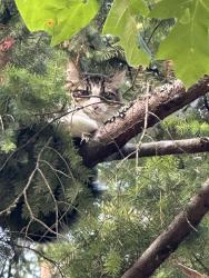 Reunited Unknown Cat last seen Roger Tilbury Memorial Park, Portland, OR 97229