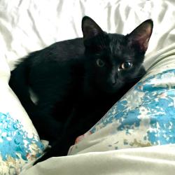 Reunited Male Cat last seen Torrington High School, Torrington, CT 06790
