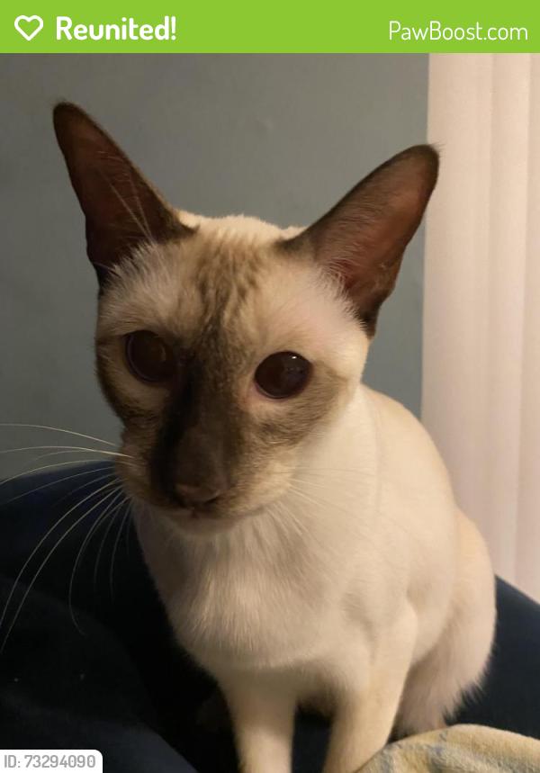 Reunited Male Cat last seen ormond cresent, Greater London, England 