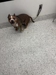Shelter Stray Male Dog last seen Near Regent st sw, Atlanta, GA, 1251 Fulton Industrial Blvd NW, Atlanta, GA 30336, USA