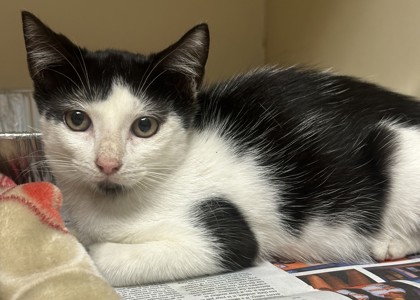 Shelter Stray Female Cat last seen Near Plaster Rd NE Ste I, Atlanta, GA 30345, 30345, GA, 3280 Chamblee Dunwoody Rd, Chamblee, GA 30341, USA