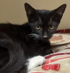Shelter Stray Female Cat last seen Near Plaster Rd NE Ste I, Atlanta, GA 30345, 30345, GA, 3280 Chamblee Dunwoody Rd, Chamblee, GA 30341, USA