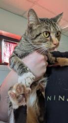 Shelter Stray Female Cat last seen Near Hudnell Rd, Ernul, NC, 1639 Old Airport Rd, New Bern, NC 28562, USA