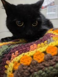 Shelter Stray Female Cat last seen Lorton, VA 22079, Fairfax County, VA, 4500 West Ox Rd, Fairfax, VA 22030, USA