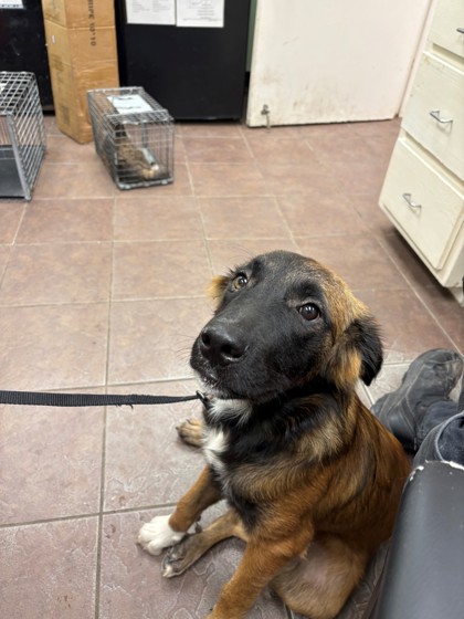 Shelter Stray Male Dog last seen W Vaughn, District 1 - North Cleburne, TX, 2375 Service Dr, Cleburne, TX 76033, USA