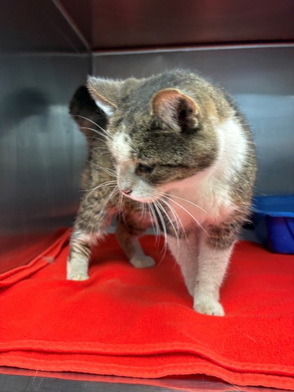 Shelter Stray Unknown Cat last seen Near Blk of N Buffalo, District 3 - East Cleburne,, 2375 Service Dr, Cleburne, TX 76033, USA