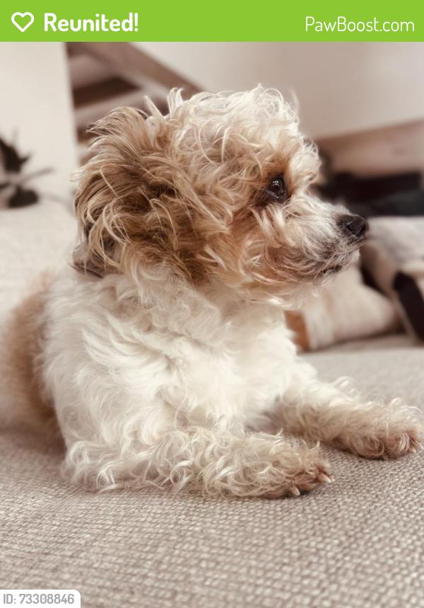 Reunited Male Dog last seen Mission Creek behind Constance Lane, Santa Barbara, CA 93105