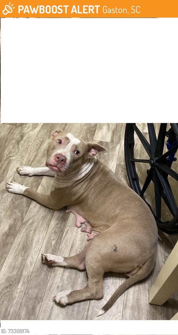 Found/Stray Female Dog last seen Hwy 6 & Fish Hatchery Rd, Gaston, SC 29172