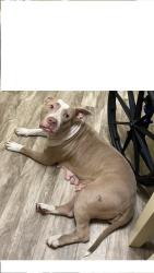 Found/Stray Female Dog last seen Hwy 6 & Fish Hatchery Rd, Gaston, SC 29172