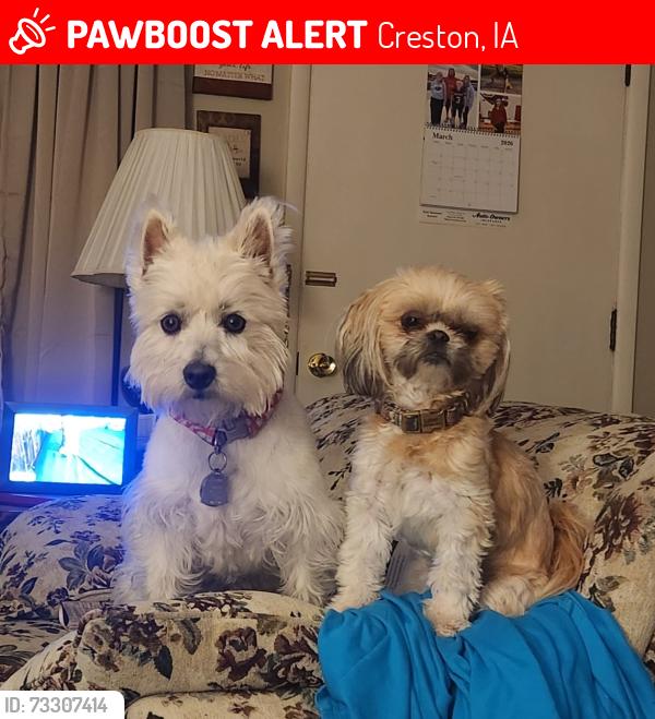 Lost Female Dog last seen Vanilla Ave and Cromwell Rd in Adams county Iowa, Creston, IA 50801