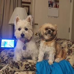 Lost Female Dog last seen Vanilla Ave and Cromwell Rd in Adams county Iowa, Creston, IA 50801