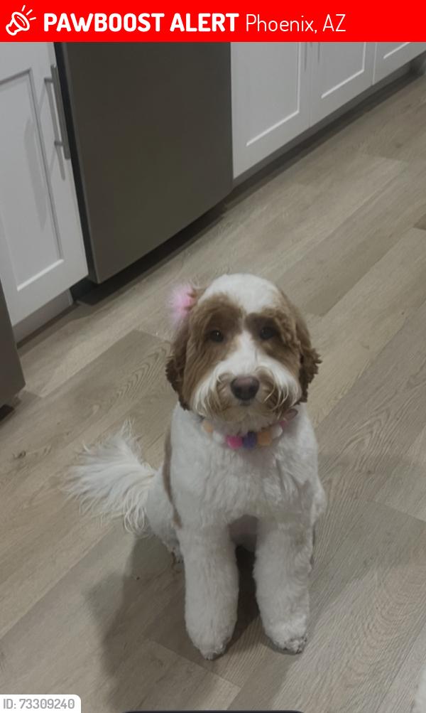 Lost Female Dog last seen Camelback in seventh Avenue, Phoenix, AZ 85013