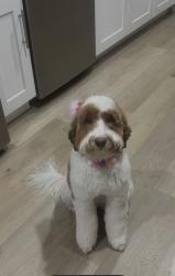 Lost Female Dog last seen Camelback in seventh Avenue, Phoenix, AZ 85013