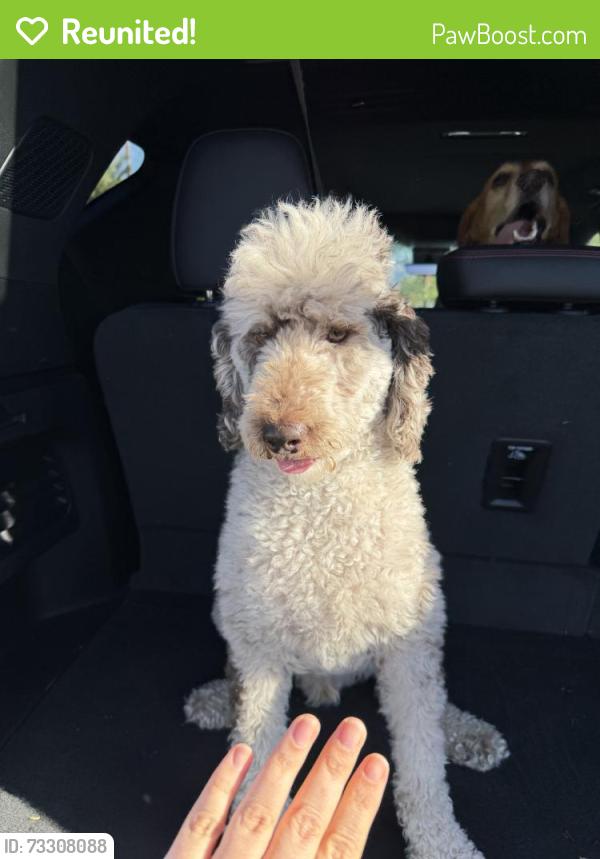 Reunited Male Dog last seen Near Avenida Diaz, La Quinta, CA 92253, USA, La Quinta, CA 92253
