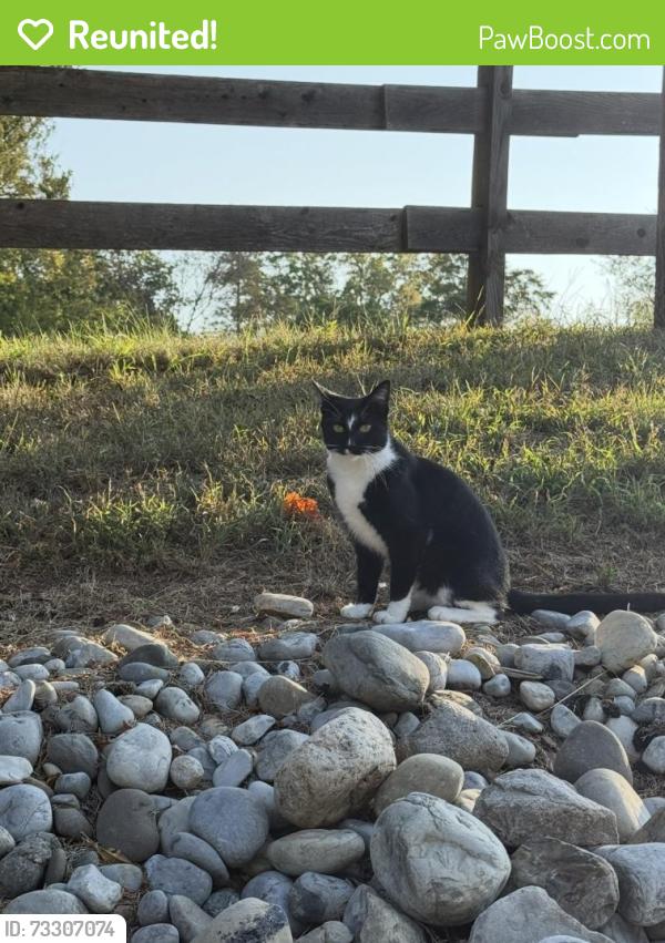 Reunited Female Cat last seen Morning Star Road/ Hillcrest Road, Flemington, NJ 08822