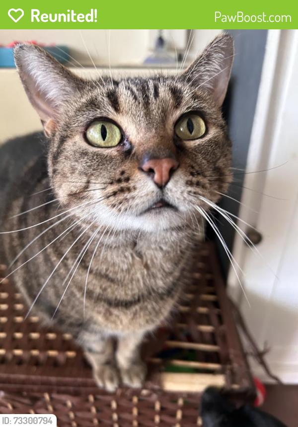 Reunited Female Cat last seen Woodyard Road and Lantern Lane, Clinton, MD 20735