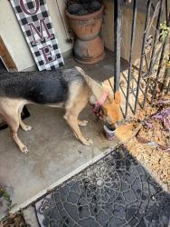 Found/Stray Female Dog last seen Babe Ruth, San Antonio, TX 78240
