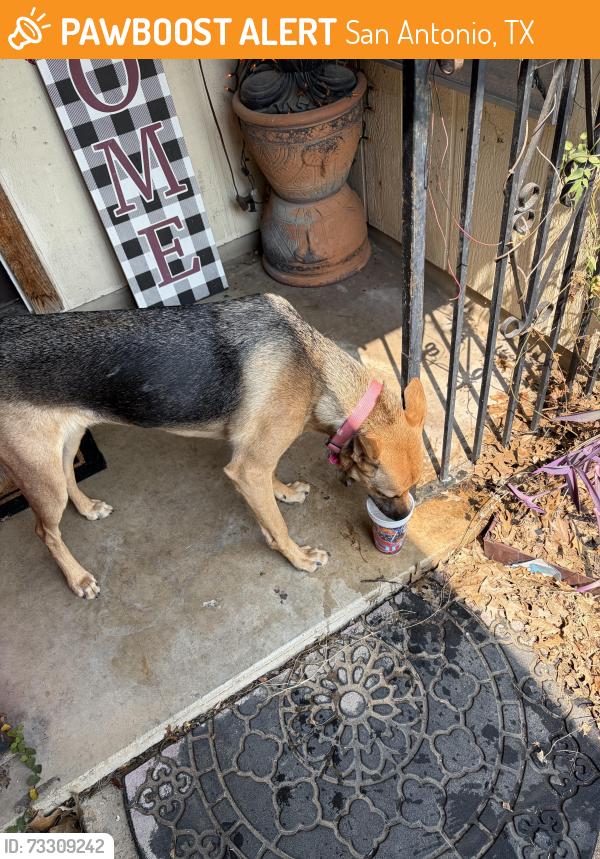 Found/Stray Female Dog last seen Babe Ruth, San Antonio, TX 78240