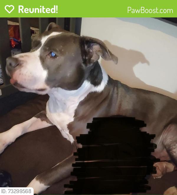 Reunited Male Dog last seen Hutchinson St, Tallahassee, FL 32310