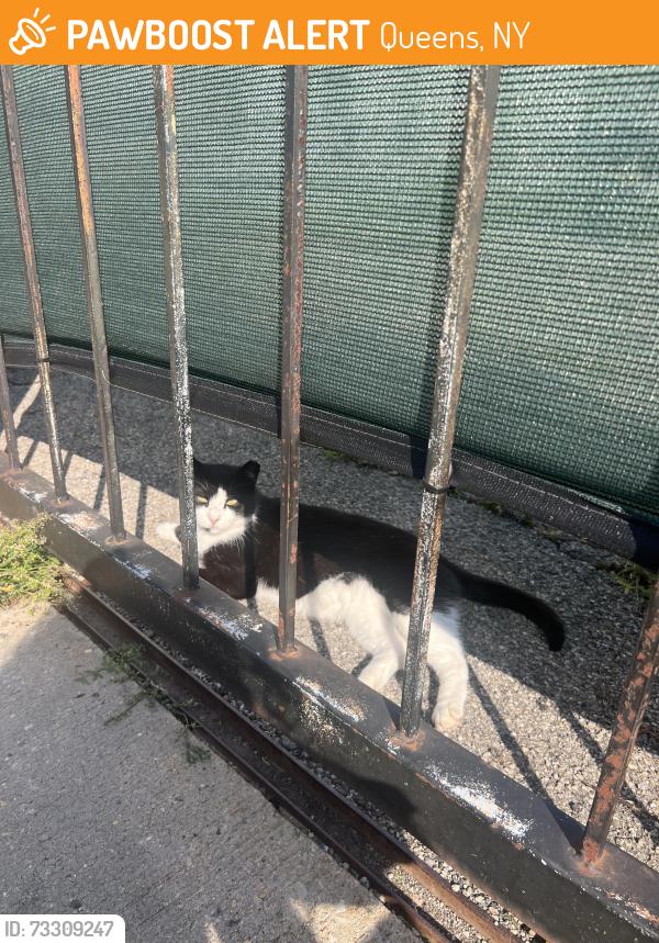 Found/Stray Unknown Cat last seen Gated driveway by 24-17 building, Queens, NY 11102