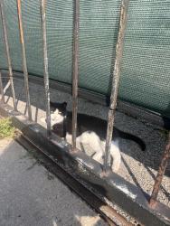 Found/Stray Unknown Cat last seen Gated driveway by 24-17 building, Queens, NY 11102