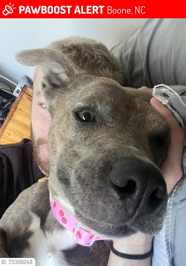 Lost Female Dog last seen Near crossing way, Boone, NC 28607