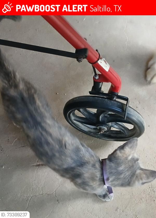 Lost Female Cat last seen Hey 67, Saltillo, TX 75478