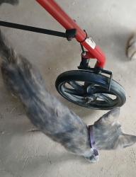 Lost Female Cat last seen Hey 67, Saltillo, TX 75478