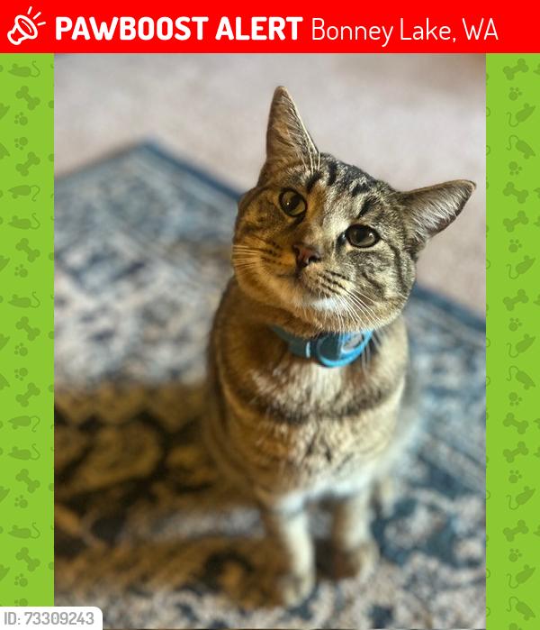 Lost Male Cat last seen South Vista and Raineer or Shilshole Ave, Bonney Lake, WA 98391