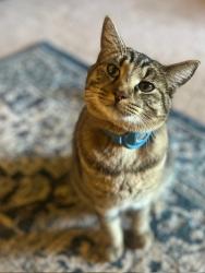 Lost Male Cat last seen South Vista and Raineer or Shilshole Ave, Bonney Lake, WA 98391