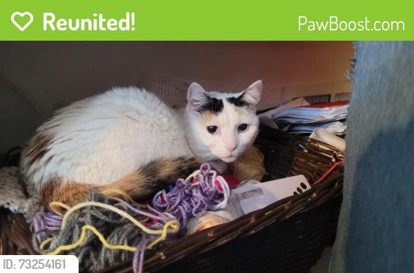 Reunited Female Cat last seen Pemberton Dr and Randallia Dr, Fort Wayne, IN 46805