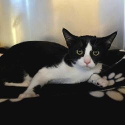 Shelter Stray Female Cat last seen Near Junction Ave, LIVERMORE, CA, 94551, 8323 Baldwin St, Oakland, CA 94621, USA