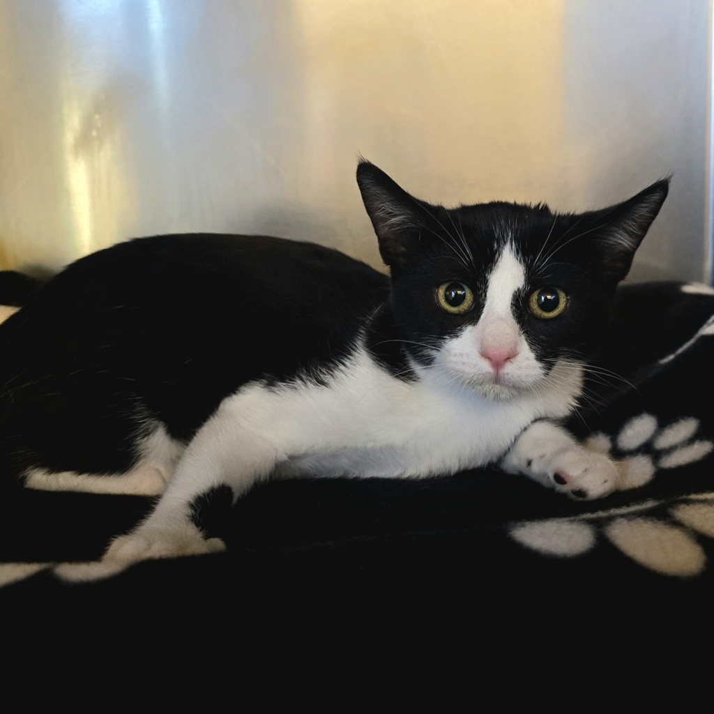 Shelter Stray Female Cat last seen Near Junction Ave, LIVERMORE, CA, 94551, 8323 Baldwin St, Oakland, CA 94621, USA