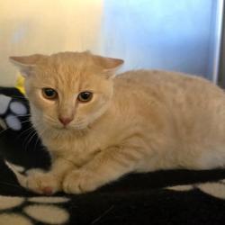 Shelter Stray Female Cat last seen Near Junction Ave, LIVERMORE, CA, 94551, 8323 Baldwin St, Oakland, CA 94621, USA