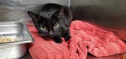 Shelter Stray Female Cat last seen unknown address around 5255 w, Kearns Township, UT, 84118, 511 W 3900 S, Salt Lake City, UT 84123, USA