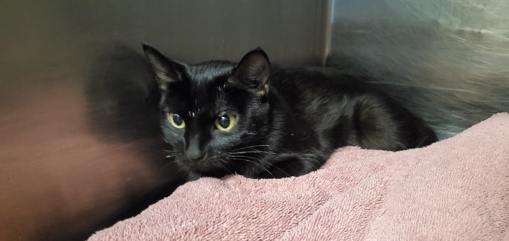 Shelter Stray Female Cat last seen unknown address around 5255 w, Kearns Township, UT, 84118, 511 W 3900 S, Salt Lake City, UT 84123, USA